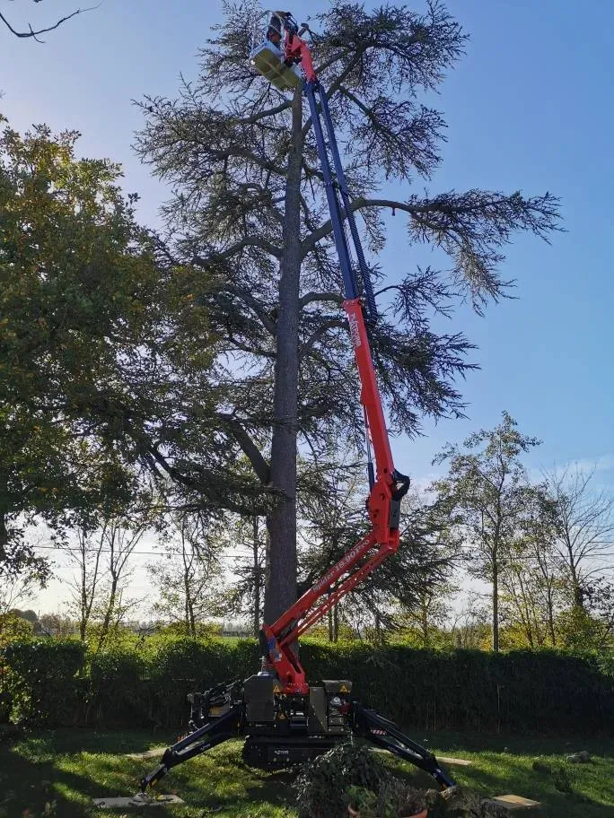 grue taille arbre