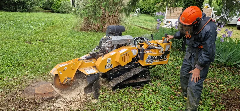 Rognage de soouche 2