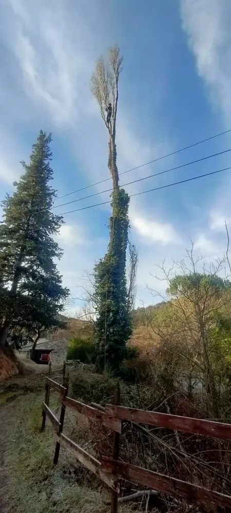 Abattage élagagewebp