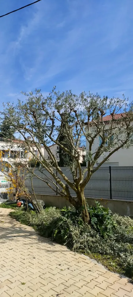 Entretien de jardin 3